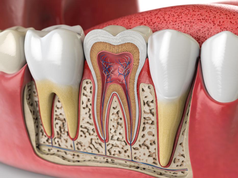 Illustration of a root canal
